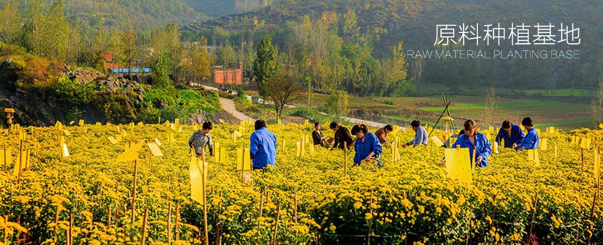 贡菊种植基地1200副本.jpg